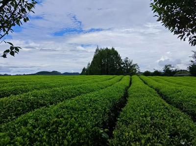向新黔行│擁抱新茶飲 小縣城茶業發展迎新機遇