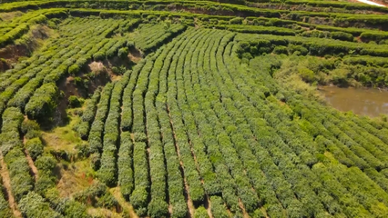 英山云霧茶榮獲國家地標(biāo)產(chǎn)品保護(hù)示范區(qū)授牌，助推茶葉產(chǎn)業(yè)高質(zhì)量發(fā)展